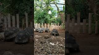 Turtles in the Zoo of Rome