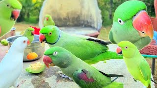 Ringneck Parrot Videos Compilation | Green Parrot Videos Compilation