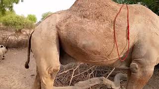 #camel #beautiful #video #viral