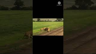 tiger 🐅 running to catch buffalo baby and no save his baby so sad 😭🥺