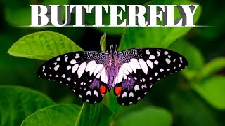 Butterfly Video | Beautiful Butterfly | My Nature World