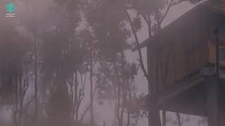 ⛈️ Chuva a Noite em Casa no Meio da Mata • Barulho de Chuva para Dormir