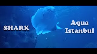 #Shark #ِAquarium #Marine Istanbul - Aqua Life and Nature - Amazing Underwater Marine Life