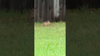 #goodmorning enjoying breakfast in the rain. #rabit #wildlife