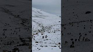 Snow Falling On Deosai Top🌨 ☃️ #shorts #deosai #snow #winter #pakistan