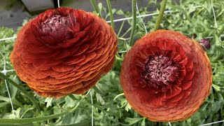 Ranunculus 'Elegance® Cioccolato' - FarmerGracy.co.uk