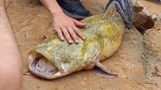 41 lb FLATHEAD CATFISH (short version) caught by teenager in Houston Texas Buffalo bayou # shorts