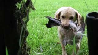 The best days Pigeon shooting in years! Loads of shots, with retrieves from Kim the wonder dog.