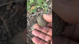 Truffle hunting Siena with Lagotto Romagnolo