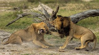 Анатомия крупнейших животных: Большие кошки / Inside Nature's Giants: Big Cats | HD |