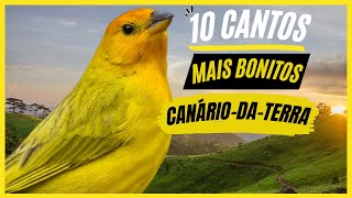 TOP 10: Cantos De "Canário-Da-Terra" MAIS BONITOS e MELHORES - Pássaro Muito Popular No Brasil !!!