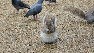 Squirrels - Hyde Park, London