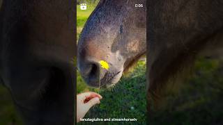 🔊 sound on 🔊Orso e il dente di leone 🌼🐴🌼🐴🌼🐴