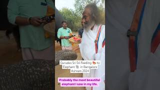 @Gurudev Sri Sri ji Feeding Watermelon 🍉 to Elephant 🐘 in @artofliving @BangaloreAshram 2024