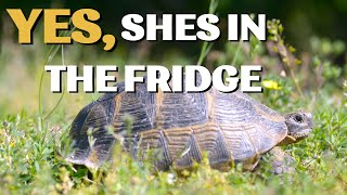 How to Hibernate a Tortoise - Fridge Method & Jackson Ratio