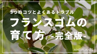 【完全版】フランスゴムの木の育て方を植物バイヤーが語る｜日当たり・水やり・風通し・トラブル対処法を紹介＃フランスゴムの木　#観葉植物 　＃インテリア　＃剪定