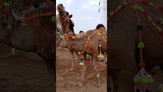 Two Full Decorated Camels #ytshorts #camellove #camelfarm #camelculture #viralshorts #foryou