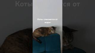 Высокие температуры для животных опасны перегревом. #cat #кот #животные #котики #котик #кошки #лето