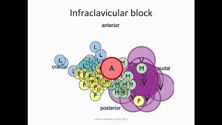 Upper limb anatomy for Ultrasound Guided Nerve Blocks part 2