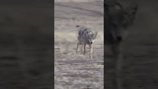 Zombie Coyote! #foxpro #coyote #hunting #shorts