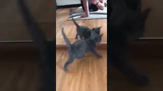 🐈"Meow-some Madness: Fur-ever Funny Cat Compilation!"🐈‍⬛