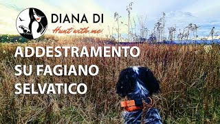 Addestramento su fagiano selvatico - Pointing birds dog training