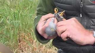 Tracking Cuckoos and other migrating birds with radio and satellite technology