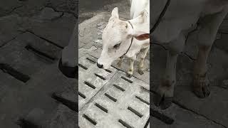 "Turning Anger into Smiles: The Magic of a Cute Little Cow"