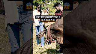 गौमाता ने चुड़ैल से बचा लिया!😱😱 #gauseva #gaumata #motivationalvideo #viralshorts