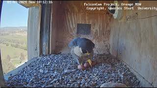 FalconCam 2024 09 01 Third egg is laid