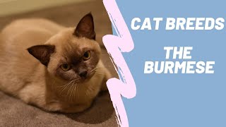 THE BURMESE CAT - CAT BREEDS