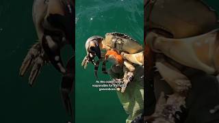 Stone Crab Mom Protecting 1 Million Eggs! #shorts #animals #fishing #ocean #trending #nature