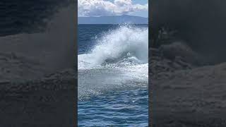 GIANT Humpback breach #shorts #whale #breach #ocean #nature