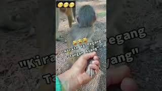 animals random vudeo ‼️video random hewan #animals #shorts #fyp #animals