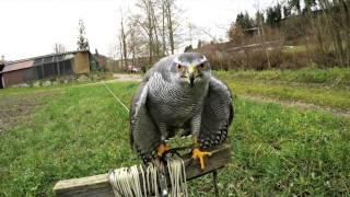 Goshawk vs Crows 7