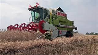 Żniwa 2021/ Claas Dominator 108 😀/ Ursus c380😊 Ursus c360