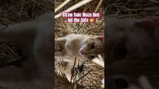 Winter Straw Bale Maze Bed in the Shelter for the Cats.