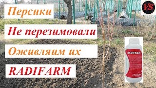 Персики НЕ перезимовали оживляем их препаратом RADIFARM