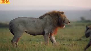 Lion trapped by clan of Hyena|Dynasties,#wildlife fight