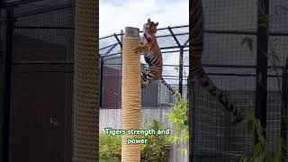 Tigers are very dangerous