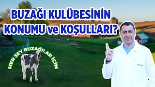 Buzağı kulübesinin konumu ve koşulları nasıl olmalı?