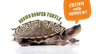 Brown Roofed Turtle. How to identify  Brown Roofed Turtle? Bengal various Turtle.