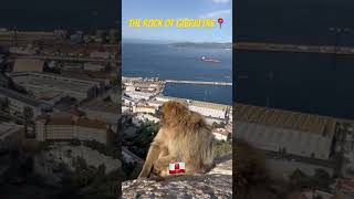 Up close and personal with APES in GIBRALTAR 🇬🇮📍