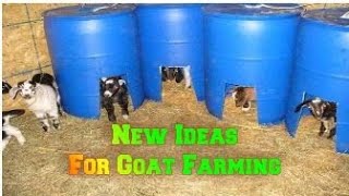 Goat Farming