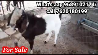 Big male goat for sale। bakri Eid goat for sale ।