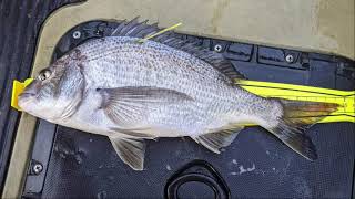 Bream Fishing Onkaparinga