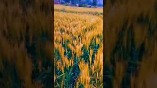 gehun ke kheton mein #shorts #trending #video #viral #love #m #farming