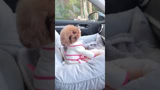 Cute Animals |Funny animals Reaction 2021#725.