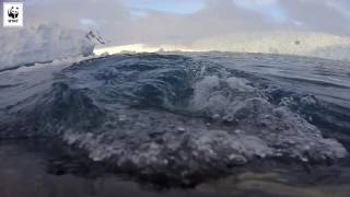 A whale's eye view of Antarctica