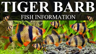 TIGER BARB FISH